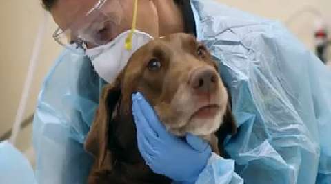 Image result for free images dog hospitalization isolation ward