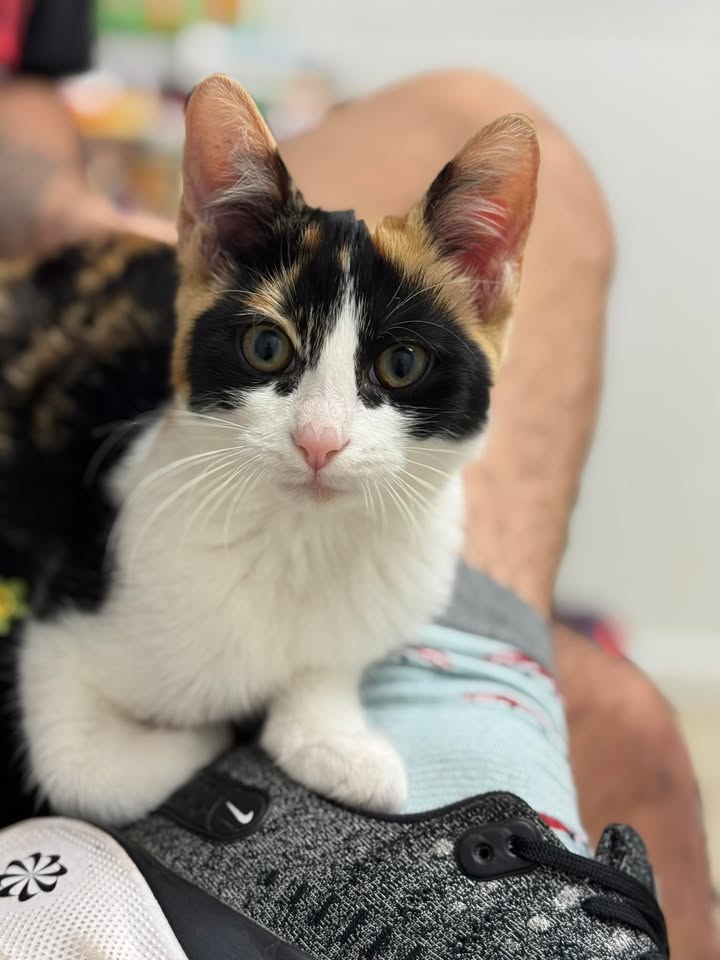 Kitten Care at Compassionate Care Vet