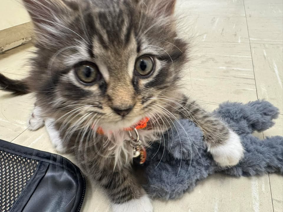 Cat Care at Compassionate Care Vet