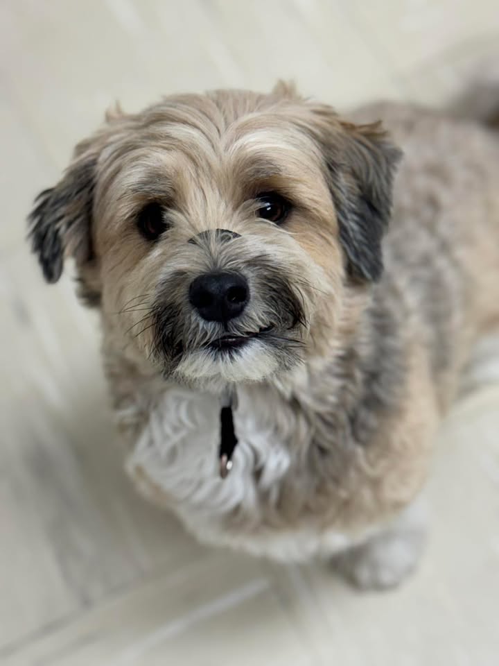 Dog Wellness at Compassionate Care Vet