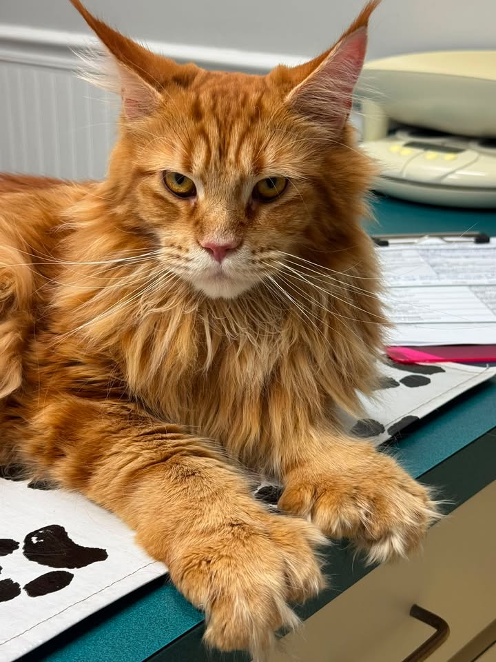 Cat wellness exams at Compassionate Care Vet
