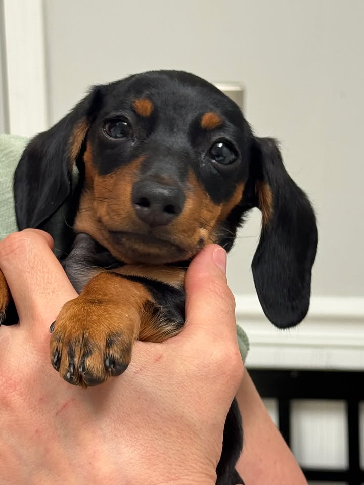 puppy care at compassionate care vet