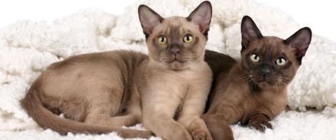 Burmese Cat Breed