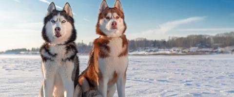 Siberian Husky Breed