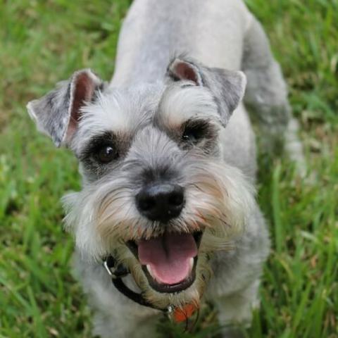 miniature schnauzer food allergies